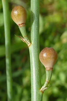 Hollow-stemmed Asphodel