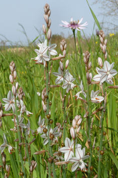 Hollow-stemmed Asphodel