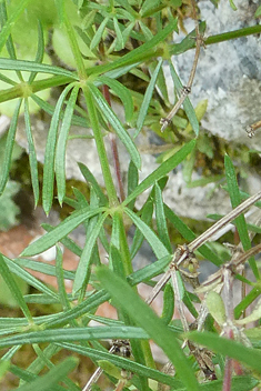 Heldreich's Bedstraw