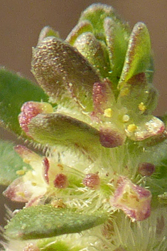 Bristly Crosswort