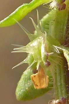 Bristly Crosswort