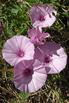 Mallow-leaved Bindweed