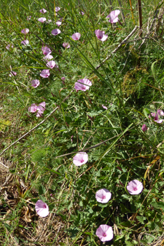 Mallow-leaved Bindweed