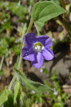 Small Blue Bindweed