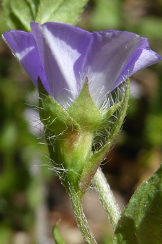 Small Blue Bindweed