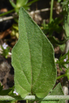 Small Blue Bindweed