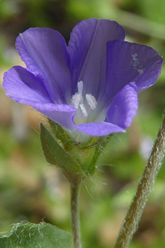 Small Blue Bindweed