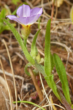 Five-lobed Bindweed