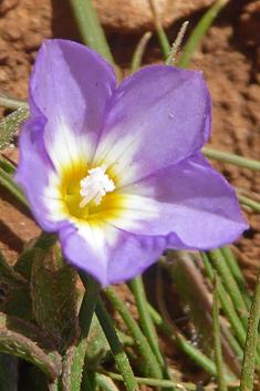 Five-lobed Bindweed