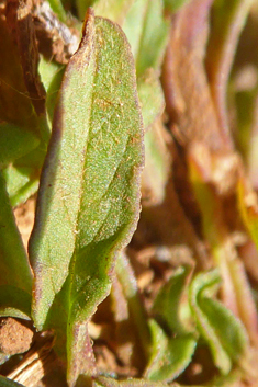 Five-lobed Bindweed