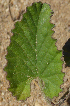 Mallow-leaved Bindweed