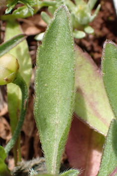 Five-lobed Bindweed