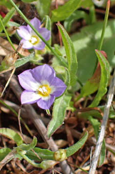 Five-lobed Bindweed