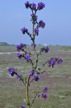 Large Blue Alkanet