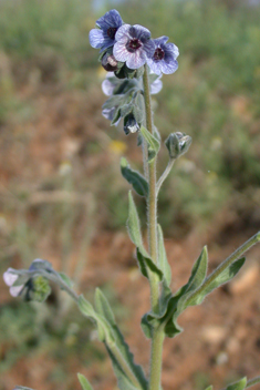 Blue Hound’s-tongue