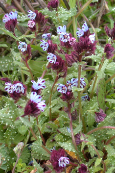 Variegated Alkanet