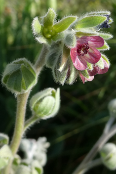 Cynoglossum columnae