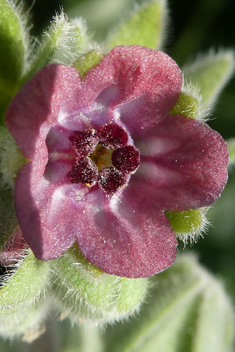 Cynoglossum columnae