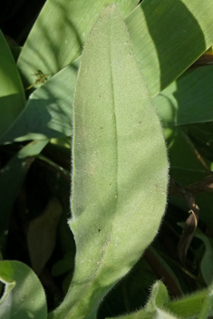 Cynoglossum columnae