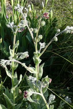 Cynoglossum columnae