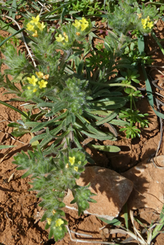 Yellow Gromwell