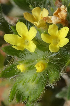 Yellow Gromwell