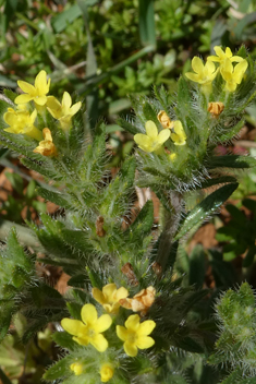 Yellow Gromwell