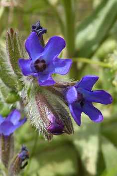 Large Blue Alkanet