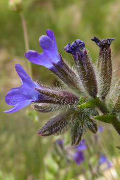 Large Blue Alkanet