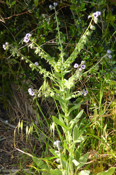 Blue Hound’s-tongue