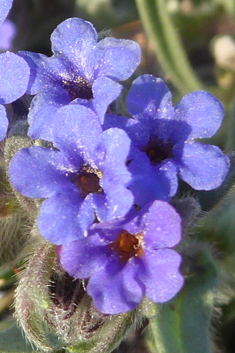 Dyer’s Alkanet