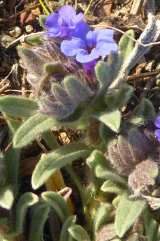 Dyer’s Alkanet