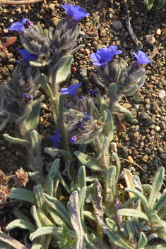 Dyer’s Alkanet