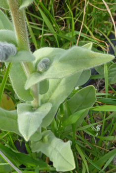 Cynoglossum columnae