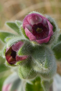 Cynoglossum columnae