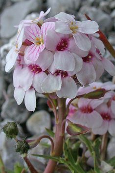 Burnt Candytuft