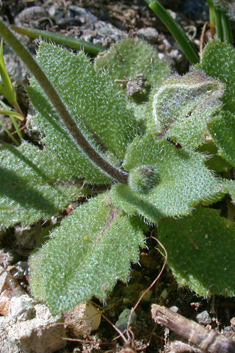 Spring Rock-cress