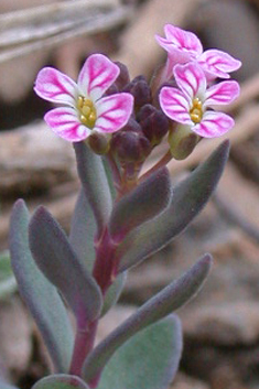 Burnt Candytuft