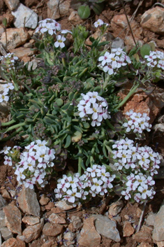 Burnt Candytuft