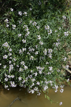 Sea Rocket