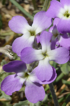 Three-horned Stock