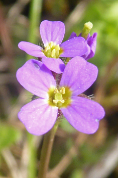 Spring Rock-cress