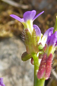 Spring Rock-cress