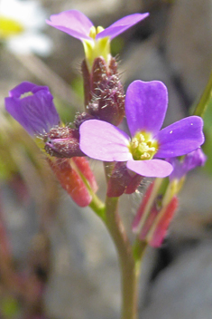 Spring Rock-cress