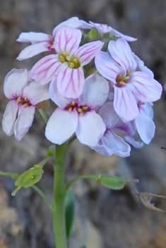 Burnt Candytuft