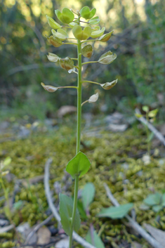 Perfoliate Penny-cress