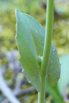 Perfoliate Penny-cress