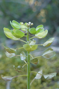 Perfoliate Penny-cress