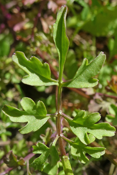 Greek Bittercress