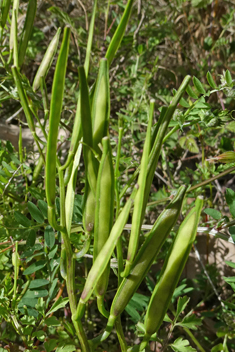 Greek Bittercress